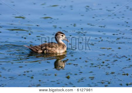 Holz Ente (Aix Sponsa) Duckling.