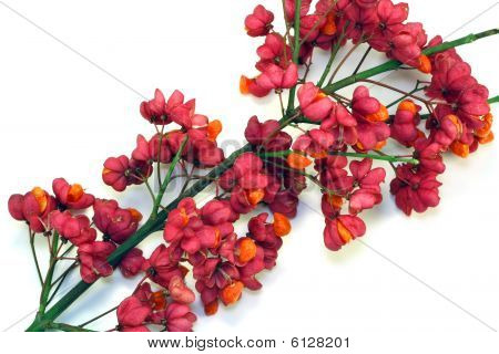 Zweig der Bush Euonymus europaea