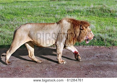 Satiated Lion Returned From Successful Hunt, Stained With Blood Sacrifices.