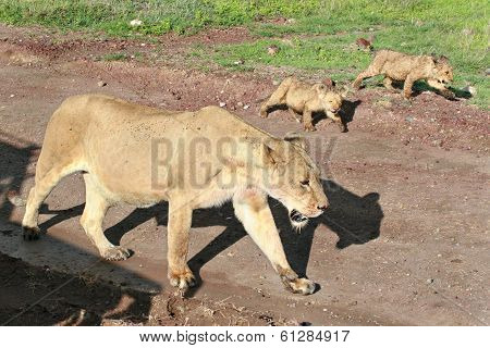 Wild African Lioness With Cubs Coming Along The Road.