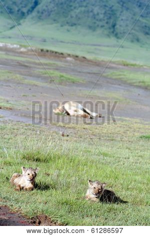 Lion Cubs Lying In  Grass, National Park Volcano Ngorongoro, Tanzania