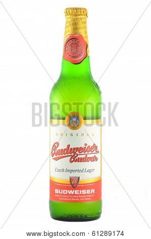 Budweiser lager beer isolated on white background