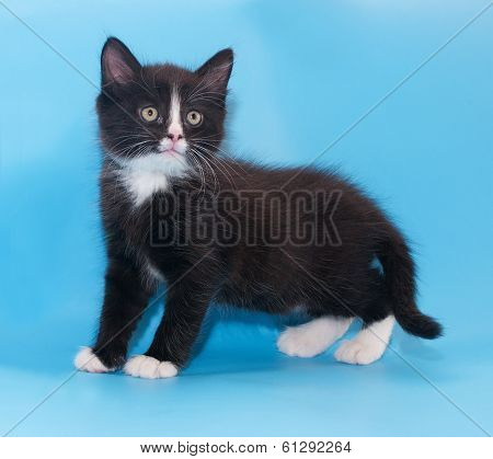 Black And White Fluffy Kitten Worth Warily Looking Up