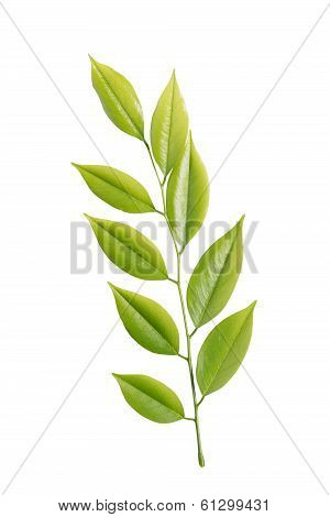 Dalbergia Odoriferat