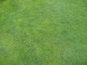 Gras