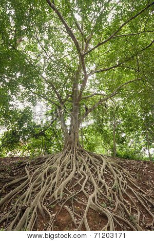 Root Of Banyan Tree.