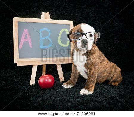 Back To School Puppy