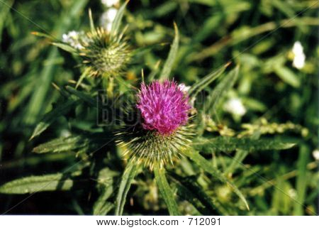 Lilla blomst