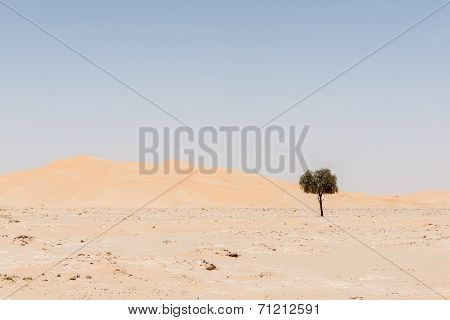 Tree Among Sand Dunes In Rub Al-khali Desert (oman)