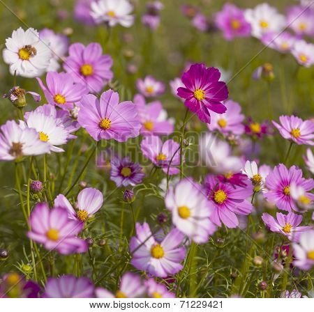 Cosmos Flower