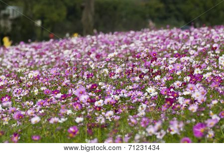 Cosmos Flower