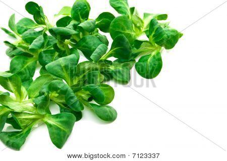 Salat