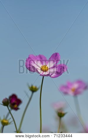 Cosmos Flower
