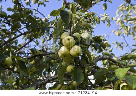 Close-up view of green apples growing on tree