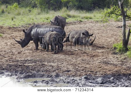 Herd of Rhinocerous on muddy riverbank