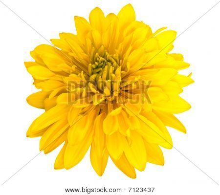ดอกไม้สีเหลือง