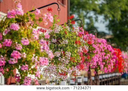 Beautiful flowers hanging on the wall