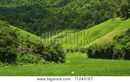 Agriculture On Hight Mountain