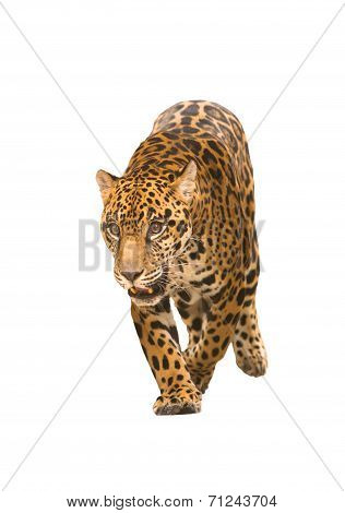 Jaguar ( Panthera Onca ) Isolated