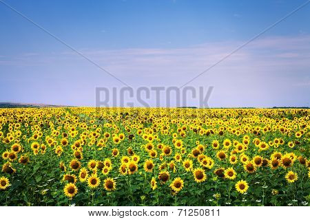 sunflower with blue sky and beautiful sun / sunflower