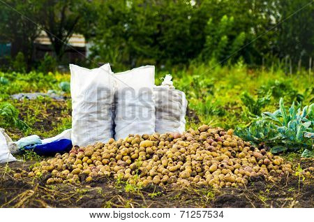 Three Bags Of Potatoes