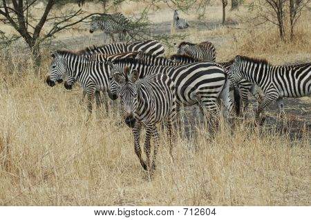 Zebre In Tanzania