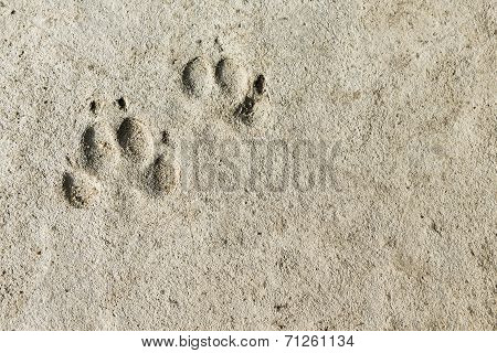 Permanent Footprints