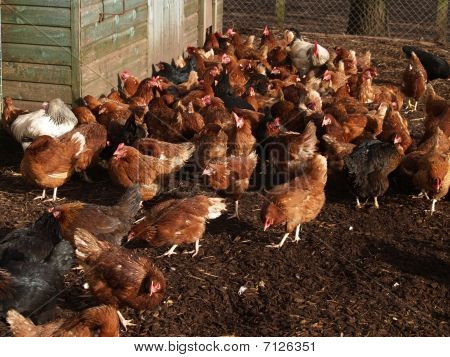 kuřat na farmě