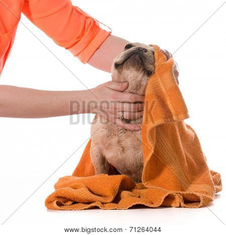 dog bath - french bulldog being dried off on white background