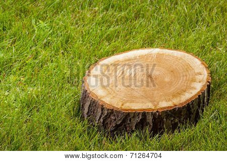 tree stump on the green grass
