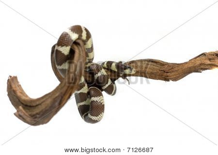 serpiente de dos colores