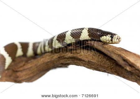 serpiente de dos colores