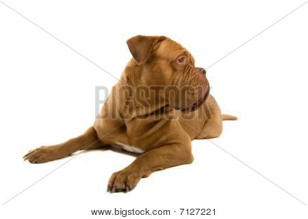 français chien mastiff