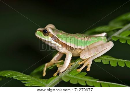Tree Frog