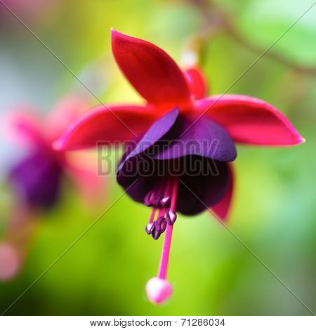 Blossoming Beautiful Red And Dark-cherry Fuchsia In Nature, ` Huet’s Kwarts`, Closeup