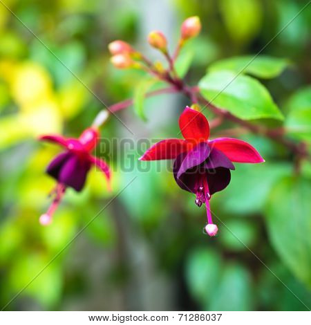 Blossoming Branch Red And Dark-cherry Fuchsia In Nature, `huet’s Kwarts`, Closeup