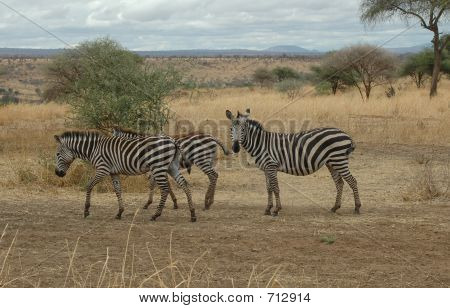 Zebre In Tanzania