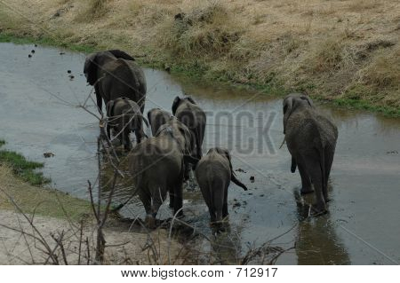 Elephant Walk 
