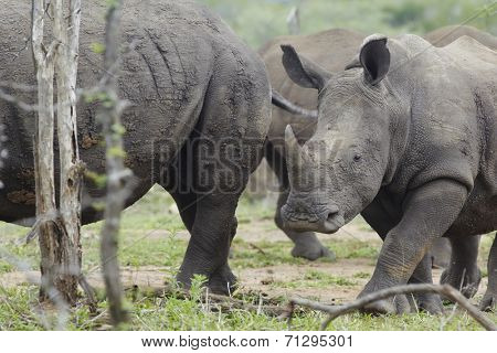 Baby Rhino walks with herd