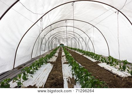 Greenhouse Cultivation