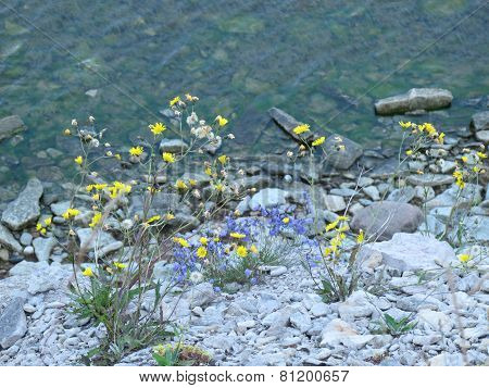 Flowers on rocks