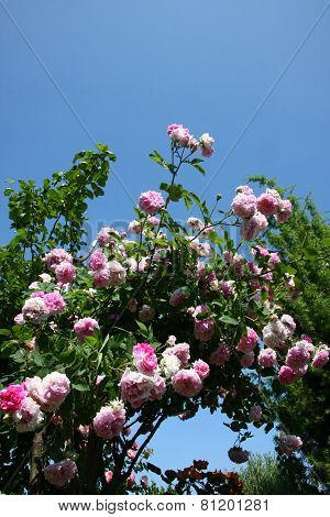 Pink Roses