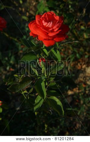 Red Rose