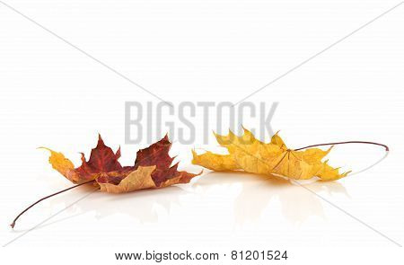 Autumn leaves