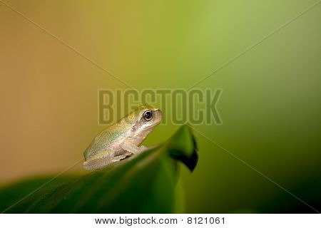 Baby løvfrøer på blad (Hyla chinensis)