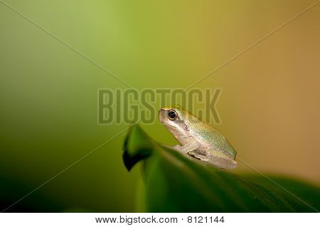 Baby løvfrøer på blad (Hyla chinensis)
