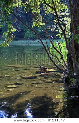 Lake landscape