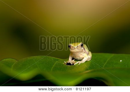 Baby løvfrøer på blad (Hyla chinensis)