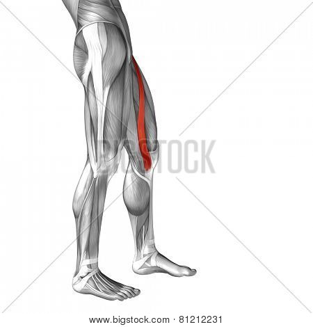 Concept or conceptual 3D sartorius human upper leg anatomy or anatomical and muscle isolated on white background