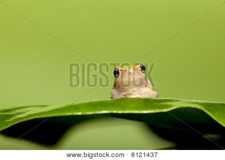 Baby løvfrøer på blad (Hyla chinensis)